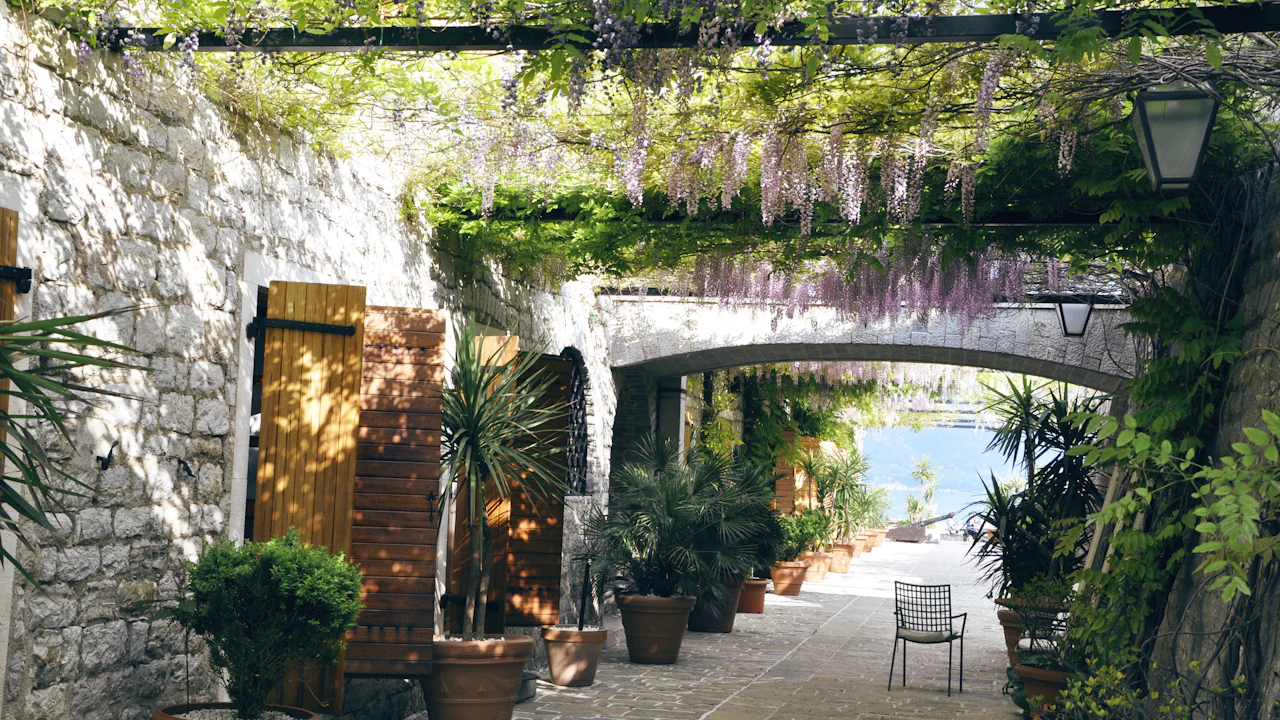 Bar: la ciudad del olivo más viejo del Mediterráneo