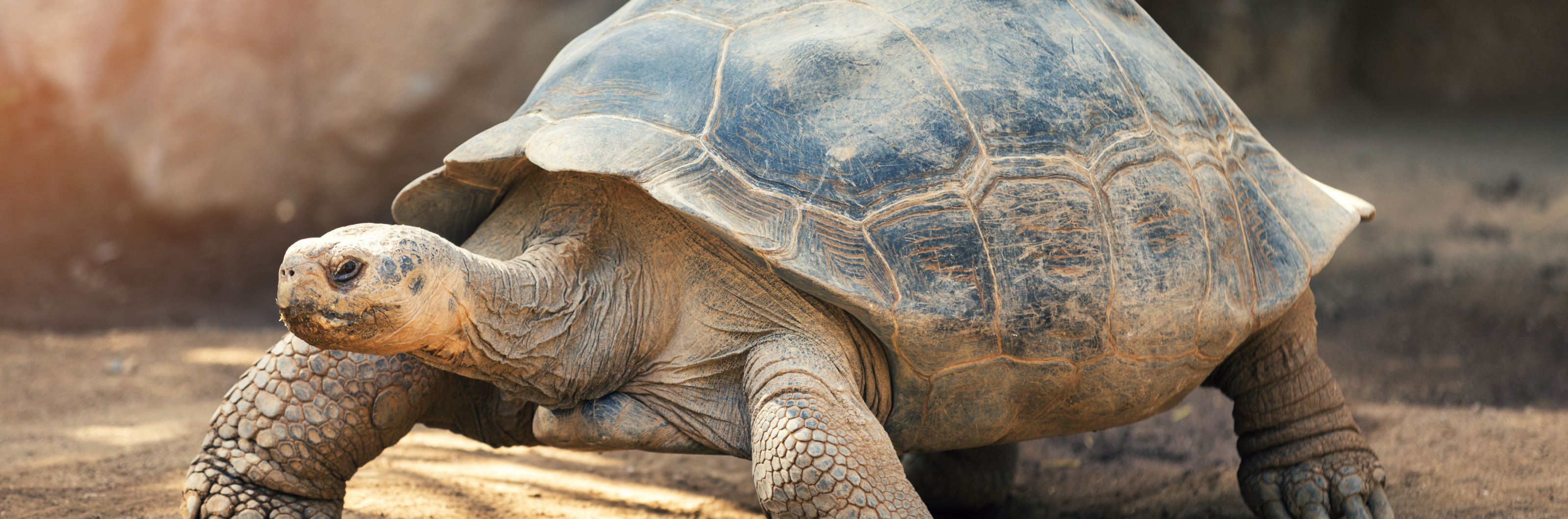 Galápagos